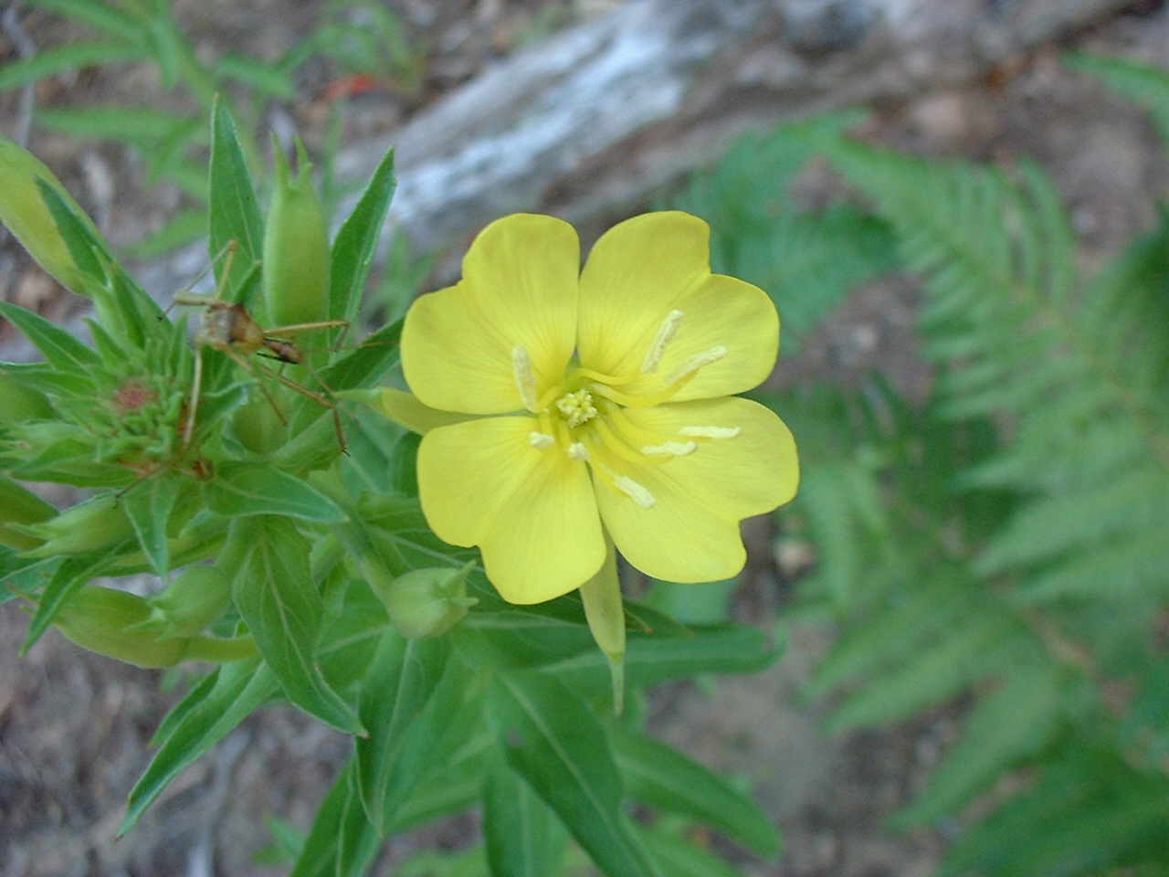 Oenothera biennis